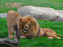 El león es uno de los animales más emblemáticos de África - Sabana africana de Bioparc Valencia