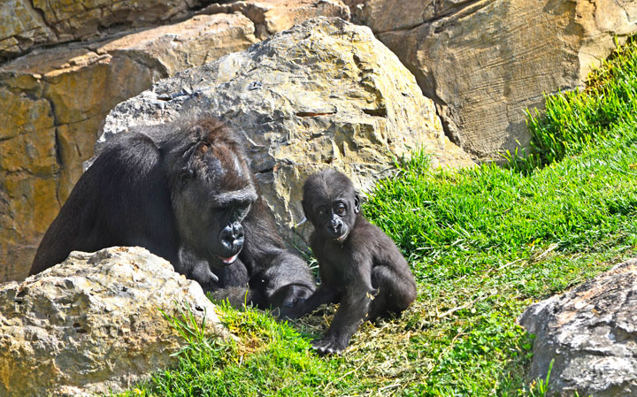 Bioparc Valencia - La gorila Ali y su bebé, Ebo, que cumple 8 meses