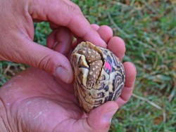 Bioparc Valencia - cría de tortuga en la mano de un cuidador de Bioparc