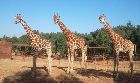 La jirafa Tumai y sus nuevos compañeros