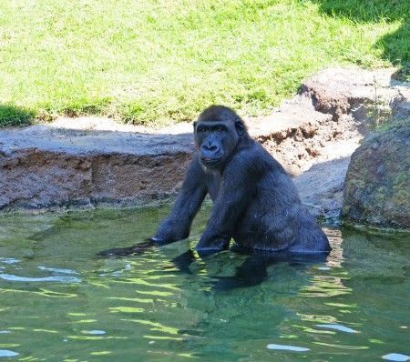 Bioparc Valencia - El gorila Kabuli en el agua - verano 2013