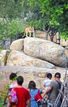 Cara a cara con los animales salvajes en Bioparc Valencia - leona en el kopje