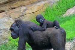 El bebé gorila Ebo cumple 10 meses - Bioparc Valencia