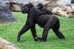 El bebe gorila y su madre