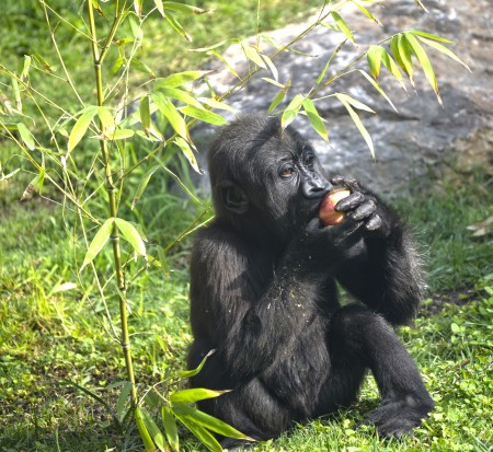 Bioparc Valencia - El gorila Ebo durante la celebración de su primer cumpleaños
