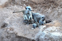 Otoño 2013 - nuevas crías de suricata en Bioparc Valencia