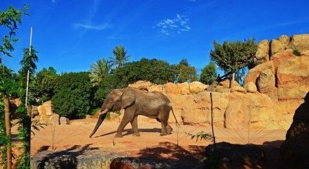 Sabana africana de Bioparc Valencia - el elefante macho Kibo - octubre 2013