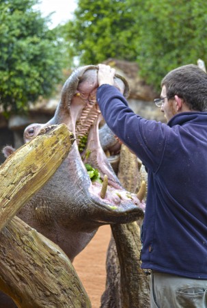 Bioparc Valencia - cuidador durante una de las actividades del entrenamiento médico - cría de hipopótamo