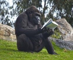 La gorila Fossey con el libro Yo Mono de Pablo Herreros - Bioparc Valencia