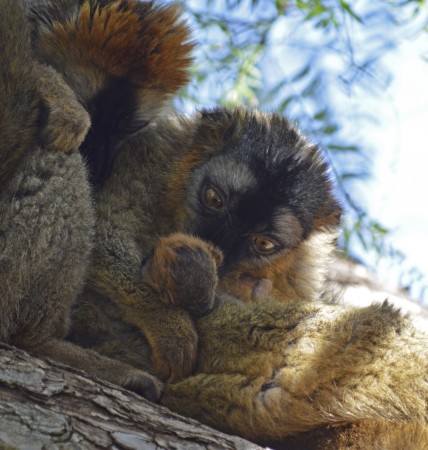 Lémur frentirrojo observando a su cría recién nacida - Bioparc Valencia 2014