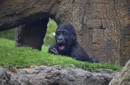 El bebé gorila Ebo - año y 5 meses - bosque ecuatorial de Bioparc Valencia