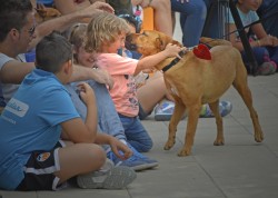 4 desfile solidario de perros abandonados - Niño con SCOTT