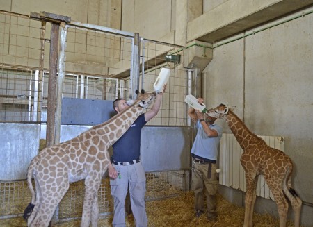 Instalaciones interiores de Bioparc Valencia - alimentación con biberón de 2 crías de jirafa