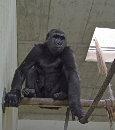 La gorila Nalani recién llegada a Bioparc Valencia - instalaciones interiores - 22 octubre 2014