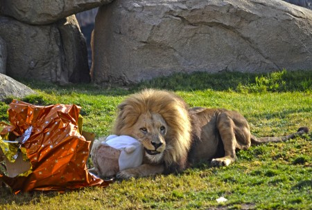 REYES MAGOS 2015 - el león macho Teimoso descubriendo los regalos - BIOPARC VALENCIA
