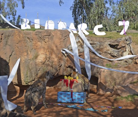 7º aniversario BIOPARC Valencia - hienas descubriendo sus regalos