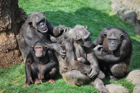 Grupo de chimpancés - Bioparc Valencia