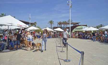 10 de mayo - 6º desfile solidario de perros abandonados - Plaza de BIOPARC Valencia