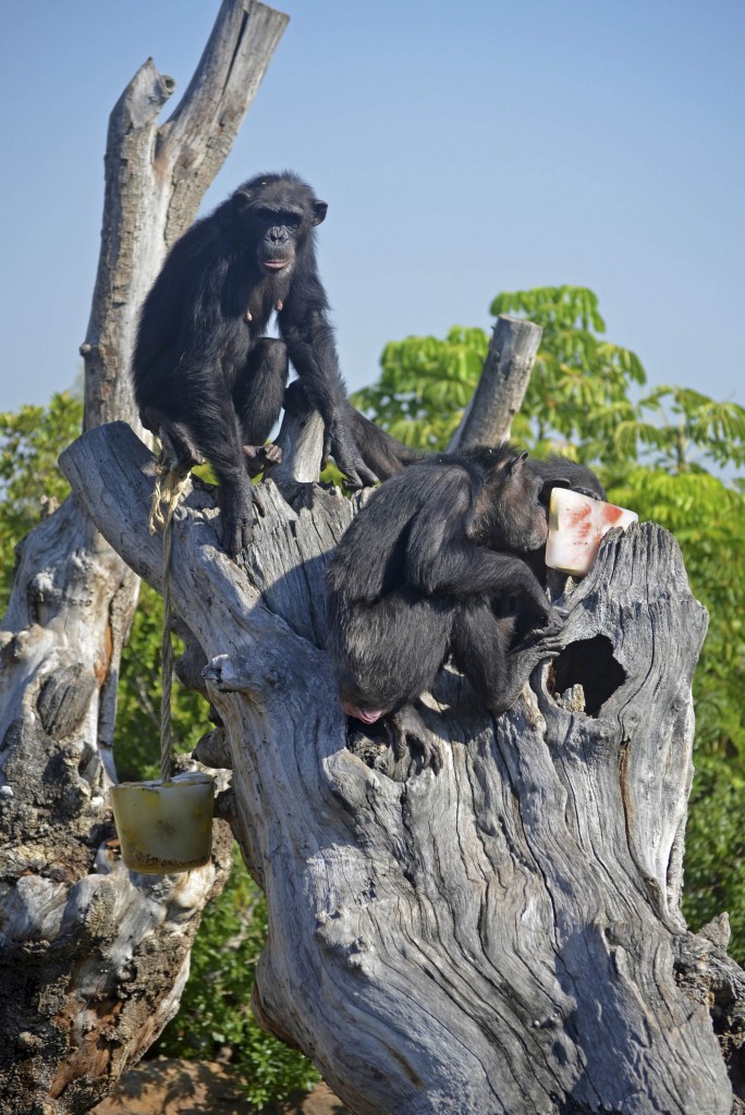 BIOPARC Valencia - verano 2015 - chimpancés disfrutando helados de frutas y verduras
