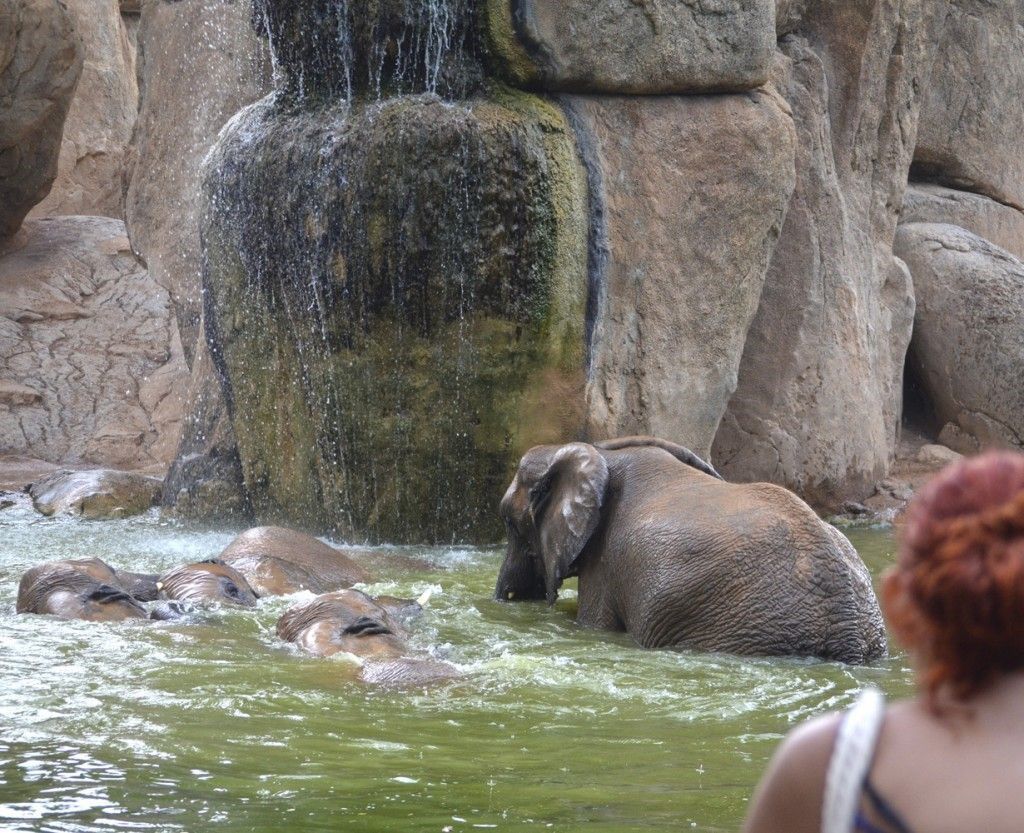 tormenta de verano en Valencia - Visitante observando jugar a los elefantes de BIOPARC en el agua