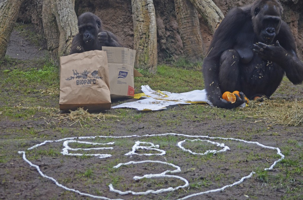 3er cumpleaños del gorila EBO - BIOPARC Valencia - Ebo junto a su madre Ali