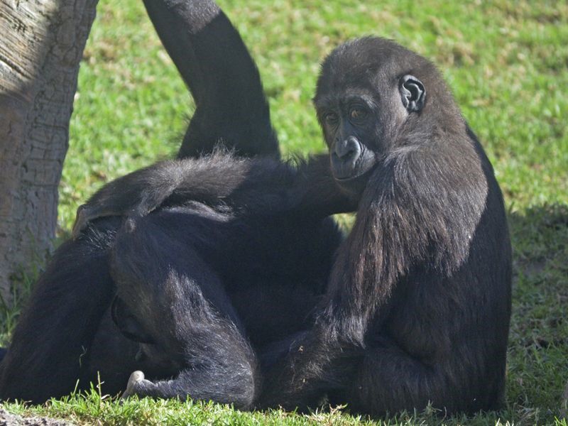 BIOPARC Valencia - el gorila Ebo junto a la hembra Fossey