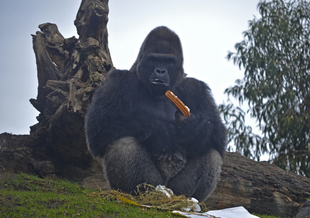 EL GORILA MAMBIE - 3er cumpleaños del gorila EBO - BIOPARC Valencia