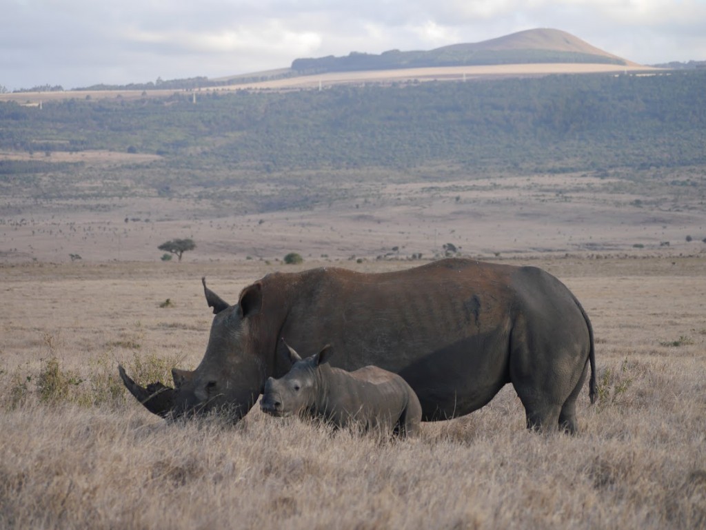 Madre y cría de rinoceronte en Lewa (Kenia)
