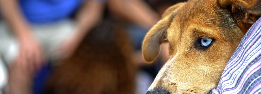 Desfile solidario de perros en Bioparc Valencia