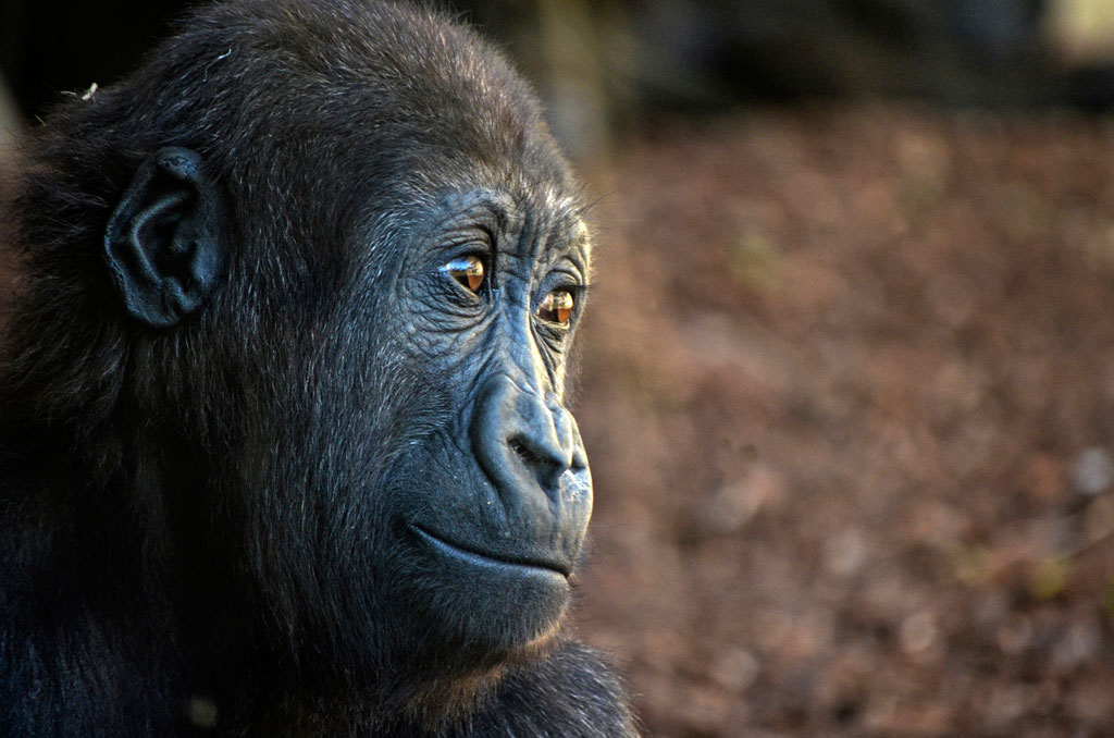 Ebo, el primer gorila nacido en BIOPARC Valencia, cumple 3 años