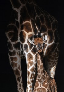 Cría de jirafa Baringo con 3 semanas de vida