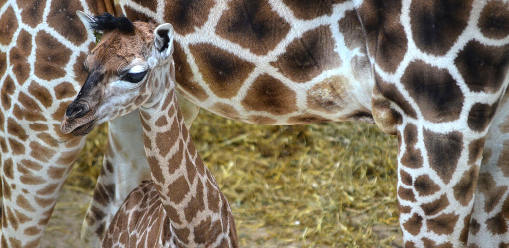 BIOPARC Valencia recibe el nuevo año con el nacimiento de una jirafa de una de las subespecies más amenazadas