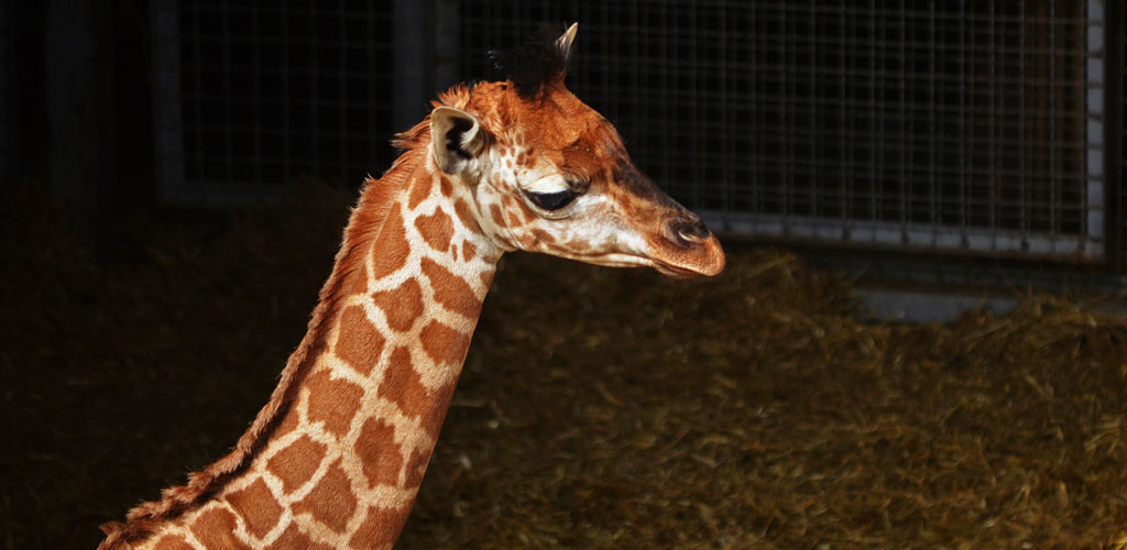 Los valencianos pueden elegir el nombre de la preciosa jirafa nacida hace menos de un mes