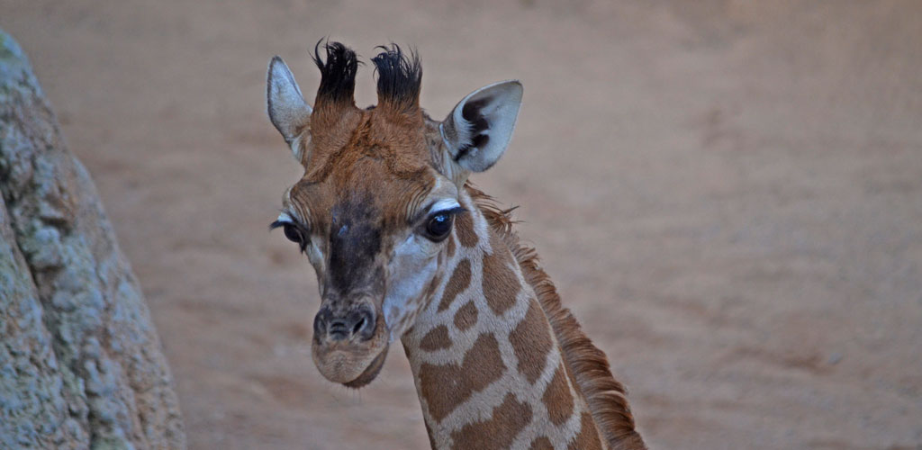 La pequeña jirafa de BIOPARC Valencia ya está a la vista público dos días antes de saberse su nombre