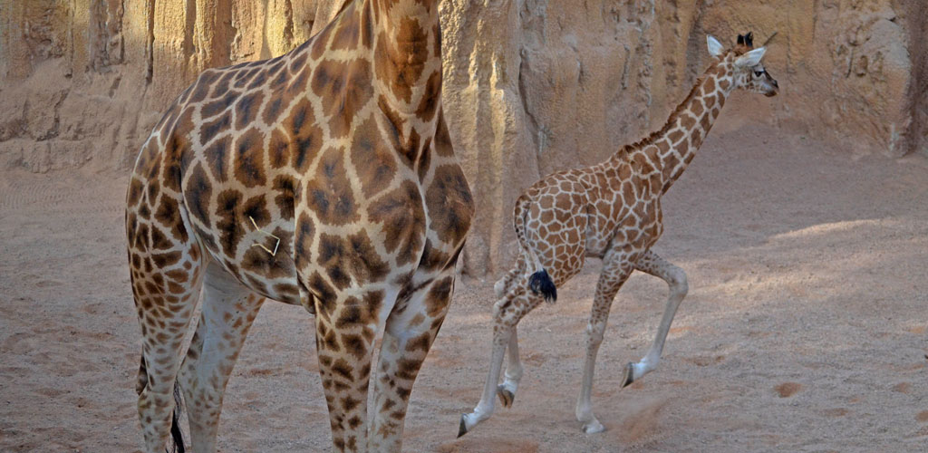 LLUNA es el nombre elegido para la pequeña jirafa Baringo de BIOPARC Valencia