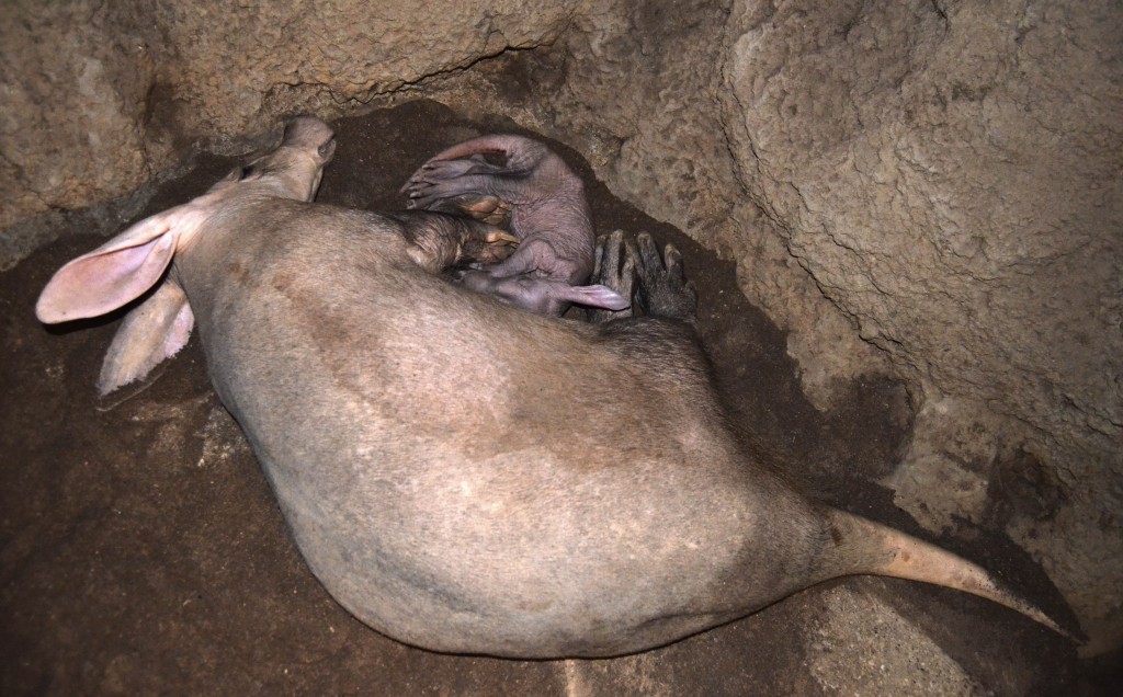 Oricteropos - cerdos hormigueros - madre junto a su cría de 3 días de vida - BIOPARC Valencia