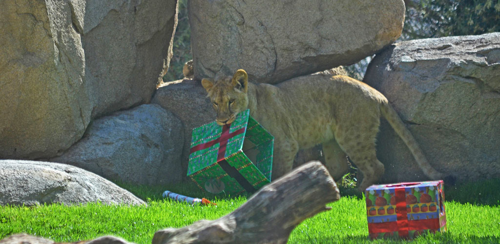 Shanga, la joven leona de BIOPARC, ha celebrado su primer cumpleaños