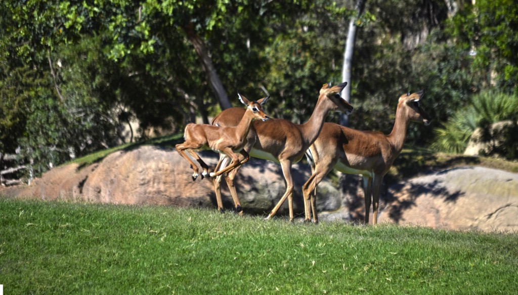 BIOPARC Valencia - Cría de impala saltando en la Sabana