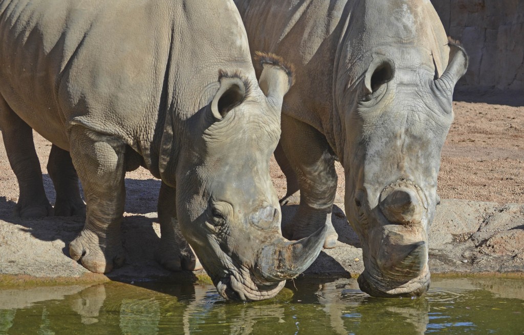 Primavera 2016 - SABANA Seca de BIOPARC - rinocerontes blancos sureños bebiendo junto al río