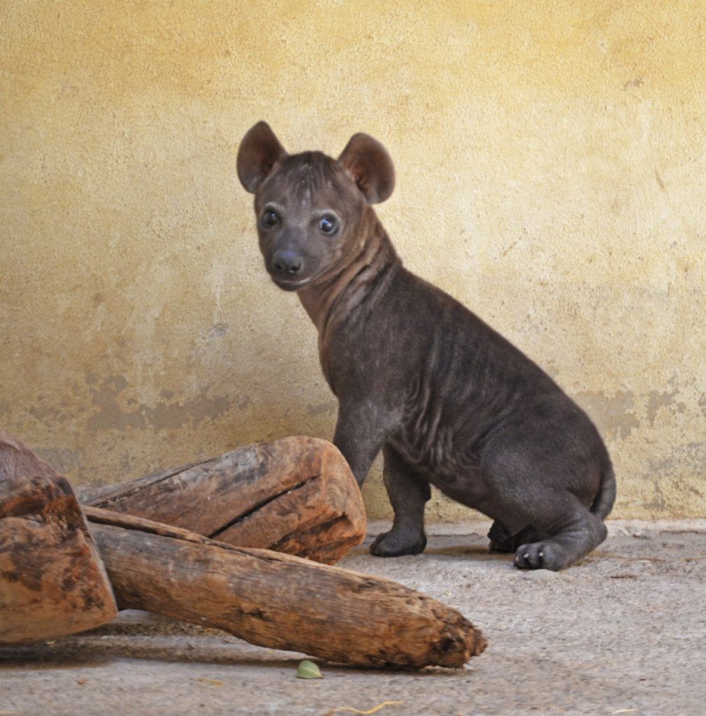 Cachorro de hiena con 8 semanas de vida - cobijo interior de BIOPARC Valencia