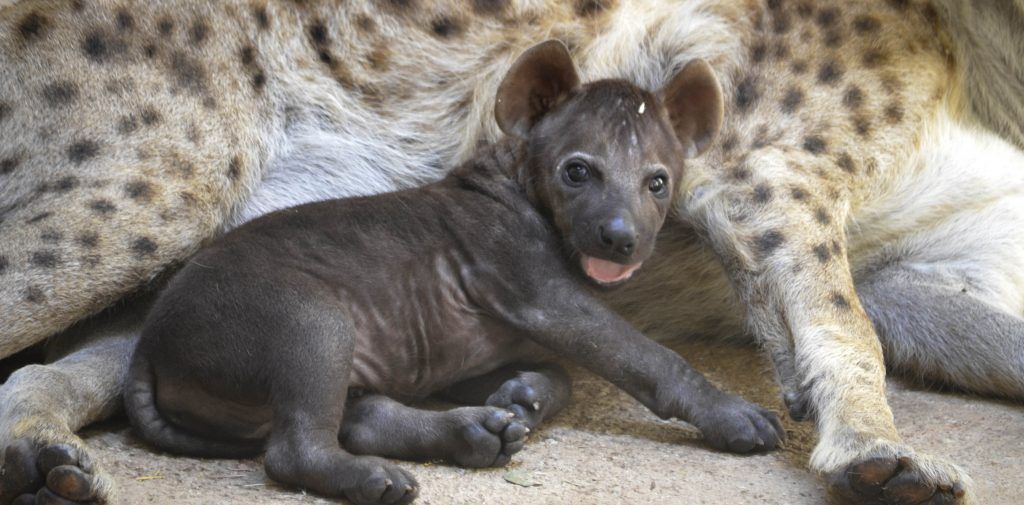 Cachorro de hiena con 8 semanas de vida junto a su madre - cobijo interior de BIOPARC Valencia (2)