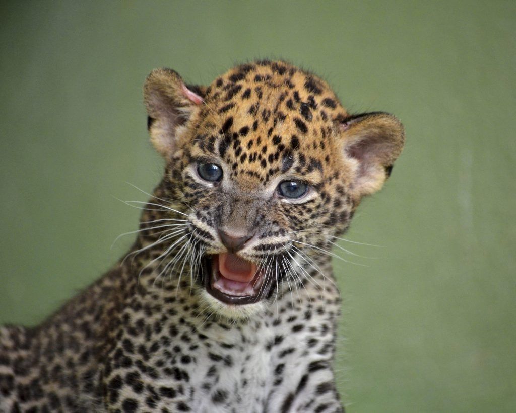 Cachorro de leopardo - BIOPARC Valencia - agosto 2016