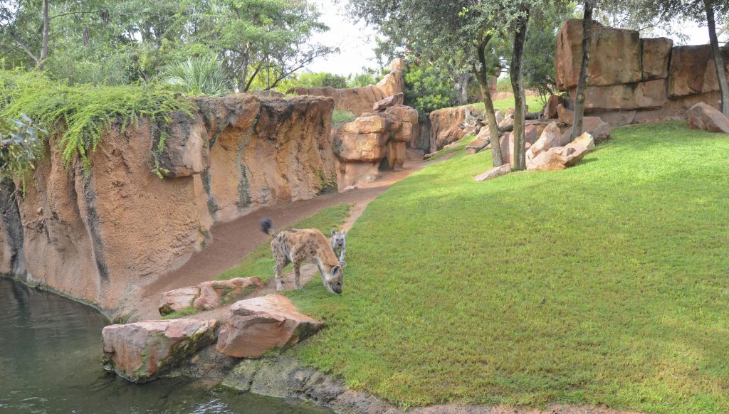 La pequeña hiena nacida en BIOPARC Valencia ya se puede ver en la Sabana africana