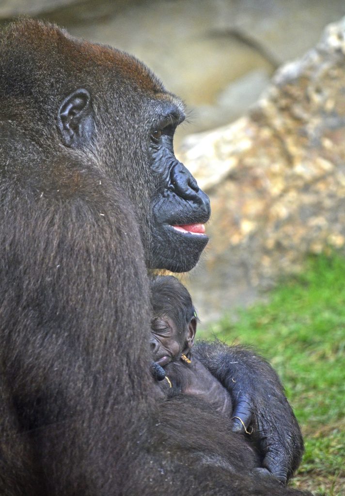 Bebé gorila recién nacido en BIOPARC Valencia - septiembre 2016