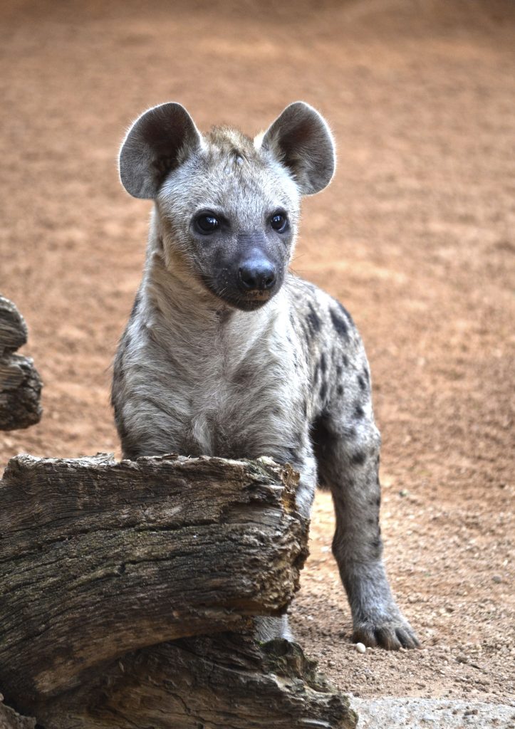 La pequeña hiena nacida en BIOPARC Valencia ya se puede ver en la Sabana