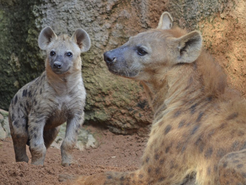 NIRU - nombre elegido por los valencianos para el nombre de la hiena nacida en BIOPARC