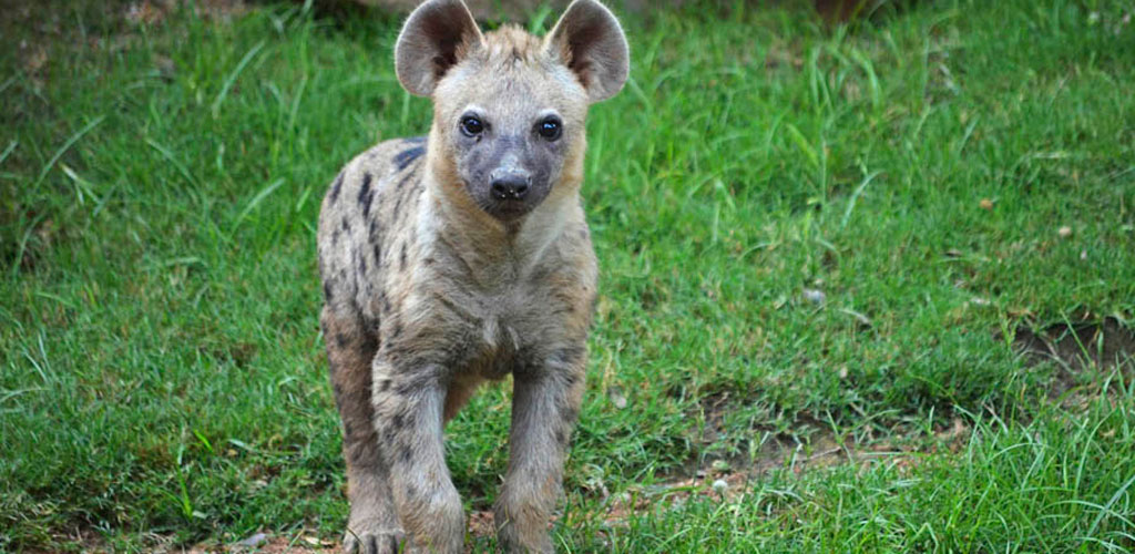 NIRU es el nombre elegido por los valencianos para el cachorro de hiena nacido en BIOPARC