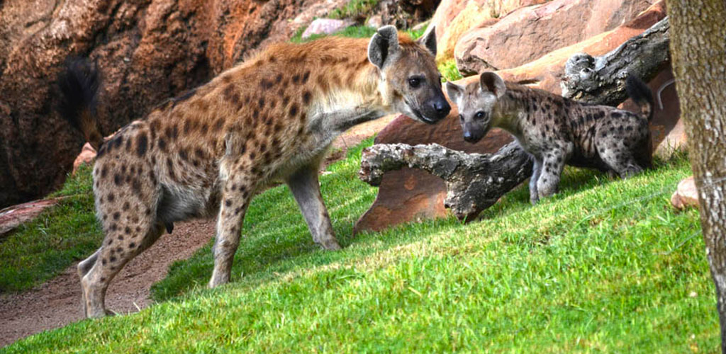 La pequeña hiena nacida en BIOPARC Valencia ya se puede ver en la Sabana