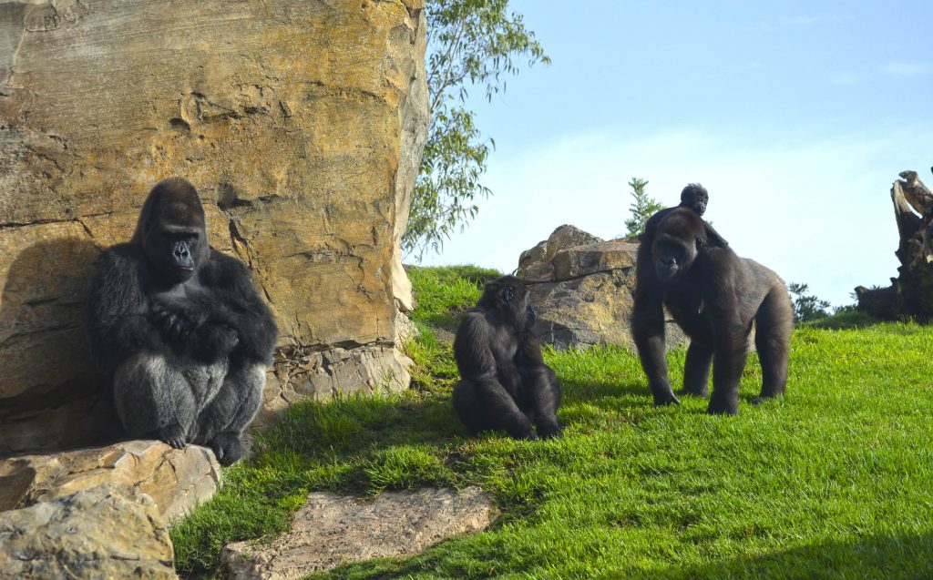 BIOPARC Valencia - grupo reproductor de gorilas - MAMBIE, el pequeño EBO, NALANI y su bebé