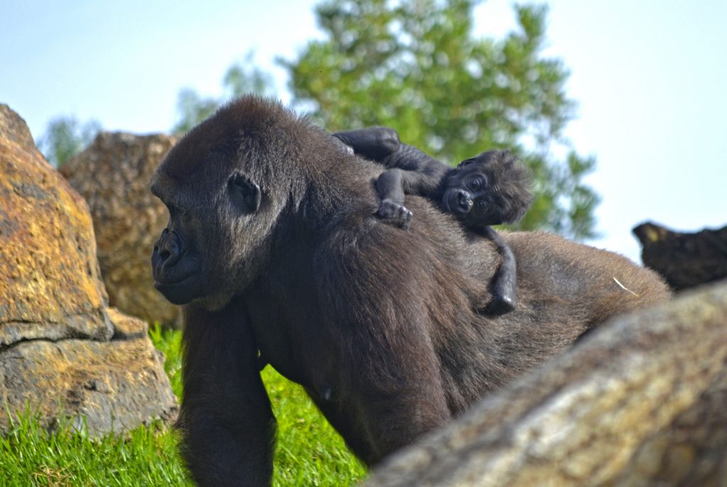 GORILAS - El bebé gorila nacido en agosto en BIOPARC Valencia es una hembra